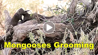 Mongooses Grooming