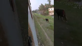 Cow vs Train