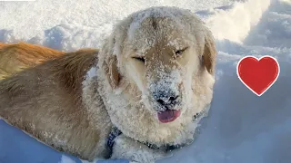 Funny and Cute Dogs in Snow Compilation 2022 || PETASTIC 🐾
