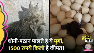 Jhabua का Kadaknath कैसे पैदा होता है, क्या फायदे हैं...क्यों हैं सेलेब्रिटी भी शौकीन? Elections2024