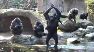 Funny Chimps, So Human-Like