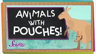 Why Do Kangaroos Have Pouches? | Animal Science for Kids