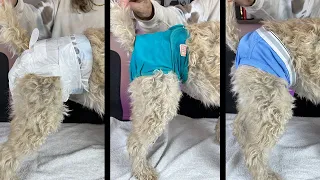 Dog Diapers - Everything You Need To Know!