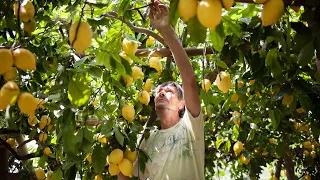 The Lemon path on the Amalfi Coast