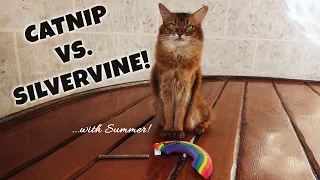 SUMMER JUDGES CATNIP VS SILVERVINE! Cats, Catnip and Matatbi Sticks