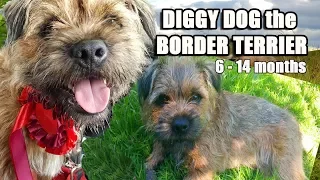 Diggy Dog  the crazy BORDER TERRIER - His 1st year compilation 6 - 14 months