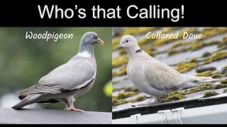 Identifying Woodpigeon and Collared Dove Songs