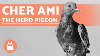 The PIGEON That SAVED Hundreds of LIVES 🕊️🎖️ (Cher Ami)