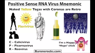 Positive Sense RNA Virus Mnemonic