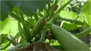 Fresh Vegetables In A Set Stock Footage | Free No Copyright 4K Stock Footage | Creative Common