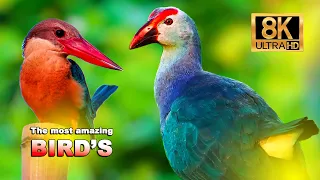 The Most Amazing Birds 8k Videos Ultra HD Indian BIRDS Sagar Photography World 8k ULTRA HD