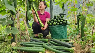 Harvesting Squash Garden Goes to the market sell - 3 Piglets Born - Lý Thị Ca