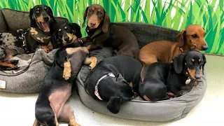Weiner dogs instagram videos compilation 2021, Cute Dachshund dogs videos