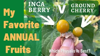 Annual Fruit? Inca Berries v Ground Cherries. Why Both Are Delicious Fall Crops Worth Growing