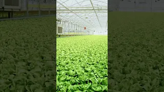 The future of lettuce farming #satisfying #short #hydroponic