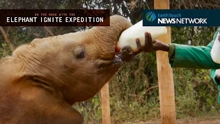 Fostering Kenya’s orphaned baby elephants