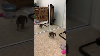 Kitten Flips Out at the Mirror!