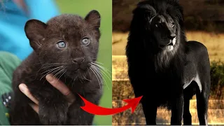 Animals Transformation - I'm a Big Kid Now Cute Baby Animals