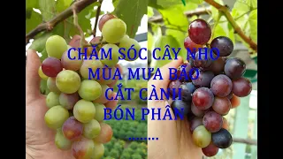 CHĂM SÓC CÂY NHO MÙA MƯA BÃO- VƯỜN NHO PHƯỚC LẬP. Zalo 0986943566