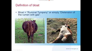 Managing bloat and other animal health issues in Western NSW