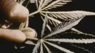 70s Marijuana Warning Video *REAL*