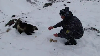 Встреча с росомахой Камчатка Мутновская ГеоЭС