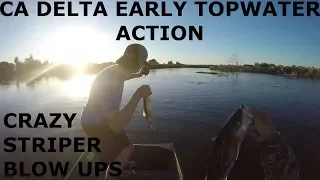 CA DELTA EARLY MORNING TOPWATER (CRAZY STRIPER BLOW UPS)