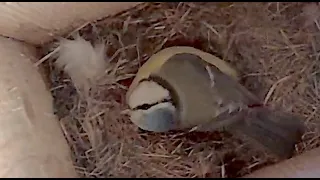 2024-05-02 Blue Tit laying her third egg