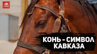 Конь – символ Кавказа | 14+