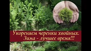 Укореняем черенки хвойных. Зима - лучшее время!