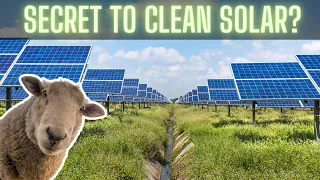 Toxic Solar Farms? Just Add Sheep (Ep #220)