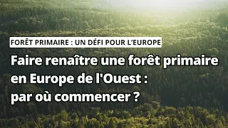 Faire renaître une forêt primaire en Europe de l'Ouest : par où commencer ?