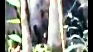 Sasquatch Tree Knocking Caught on Video for the First Time