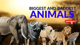 Unveiling the Untamed: The Biggest and Baddest Animals Revealed