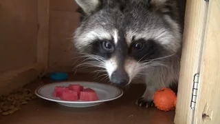 ТОП 5 Лучшие видео про енота. Еноты приколы 2016. TOP 5 Best video cute funny raccoons 2016.