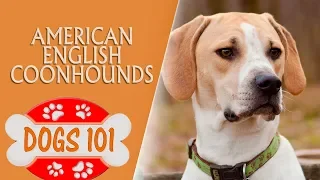Dogs 101 -  American English Coonhounds - Top Dog Facts About the  American English Coonhounds
