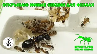 Opening new sections for Camponotus fellah ants