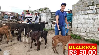 GADO POR PREÇO DE GALINHA EM CAPOEIRAS-PE 03-05-2024  #nordeste