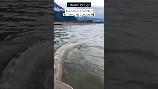 MONSTRUO MARINO CAPTADO EN CANADÁ 🇨🇦 😱 !!