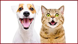 Cat Sounds To Prank Dogs