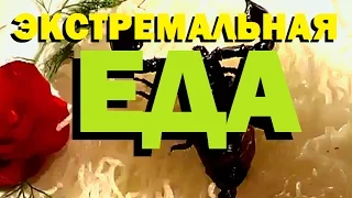 Галилео. Экстремальная еда