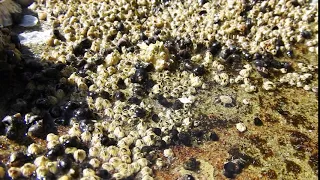 Acorn barnacles feeding