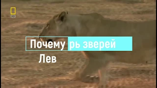 Почему лев царь зверей?