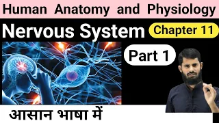 Nervous System || HAP chapter 11 || Part 1