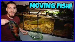 Adding MONSTER FISH To My 500 Gallon Pool Pond!