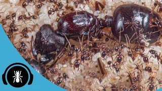 Carebara Diversa Full Care Guide! | The Ant Podcast Care Guide Edition #1