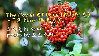 피라칸타 열매 & The Power Of Love (사랑의 힘) /  T. S.  Nam 남택상 & photo by 모모수계