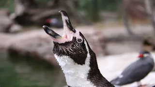 Penguin Sounds - Noises