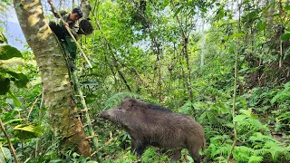 Surviving alone, tracking, wild boar, how to prepare and preserve gills, survival instinct