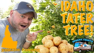 Idaho Wild Tater Trees & Everything Got Better!